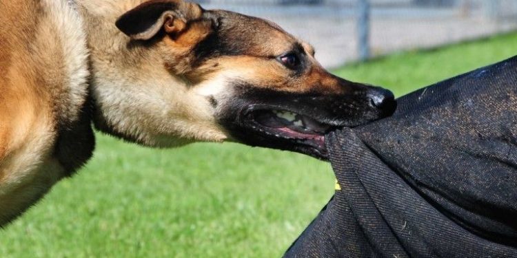 9-vjeçari kafshohet nga qentë endacakë në Veternik të Prishtinës