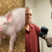Pas 271 ditësh, amerikanit i hiqet veshka e derrit