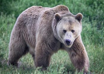 Vajza sulmohet nga ariu në Mamushë