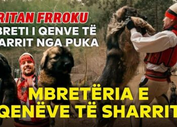 Qentë e Sharrit të Dritan Frrokut nga Puka: Jetën e jepin për pronarin – Video
