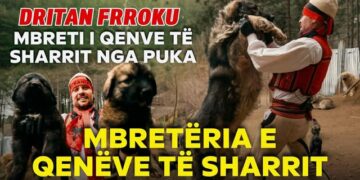 Qentë e Sharrit të Dritan Frrokut nga Puka: Jetën e jepin për pronarin – Video